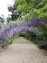 Beautiful Wisteria Lane in early spring.