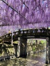 Wisteria lane on stone bridge