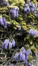 Wisteria with large purple flowers in a garden Royalty Free Stock Photo