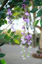 Wisteria leaf and flower in spring