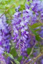 Wisteria Royalty Free Stock Photo