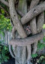 Wisteria limbs wrapped around a post Royalty Free Stock Photo