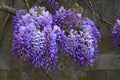 Wisteria at Mottisfont Abbey, Hampshire, England. Royalty Free Stock Photo