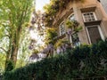 Wisteria plant in city