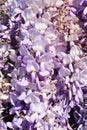 Wisteria plant flowers hedge color nature purple pink detail macro