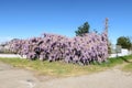 Wisteria plant flowers hedge color nature purple pink detail macro