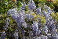Wisteria plant during spring