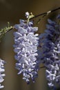 Wisteria plant during spring