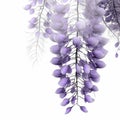 Detailed Feather Rendering: Pink White Wisteria 3d Illustration
