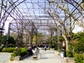 Wisteria promenade Royalty Free Stock Photo