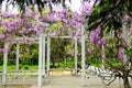 Wisteria promenade inside Tiantan park Royalty Free Stock Photo