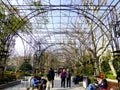 Wisteria promenade Royalty Free Stock Photo