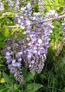 Wisteria purple bright flowers in spring