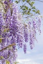 Wisteria purple flowers Royalty Free Stock Photo