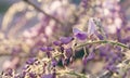 Wisteria purple flowers blooming close up