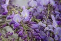 Wisteria purple flowers