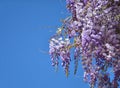 Wisteria purple flowers Royalty Free Stock Photo