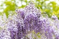 Wisteria purple flowers Royalty Free Stock Photo