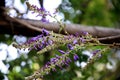 Wisteria flowers on the wooden pergola, with bokeh effect Royalty Free Stock Photo