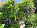 Wisteria with purple hanging flowering clusters