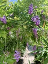 Wisteria with purple hanging flowering clusters