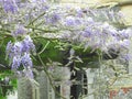 wisteria racemes hanging garden climbing tree trailing plant flowers window arch house