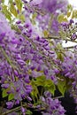 Wisteria racemes
