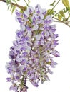 Wisteria flower racines hang from branch