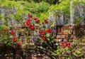 Wisteria and red rosesin the landscaped garden at West Green House in Hartley Wintney, Hampshire, UK. Royalty Free Stock Photo