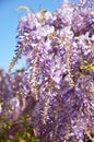 Wisteria row details Royalty Free Stock Photo