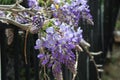 Wisteria sinensis blossoms on a vine