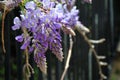 Wisteria sinensis blossoms on a vine