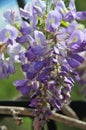 Wisteria sinensis blossoms on a vine