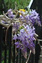Wisteria sinensis blossoms on a vine