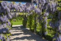 Wisteria sinensis