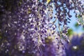 Wisteria sinensis