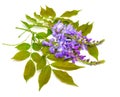 Wisteria sinensis or Chinese wisteria isolated on white background Royalty Free Stock Photo