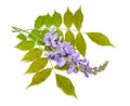 Wisteria sinensis or Chinese wisteria isolated on white background Royalty Free Stock Photo