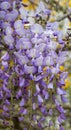 Wisteria sinensis