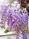 Wisteria Sinensis flowers cascading on branch