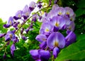 Wisteria sinensis Glycine de Chine flowers in the garden. Royalty Free Stock Photo