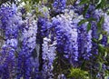 Wisteria sinensis Glycine de Chine flowers in the garden. Royalty Free Stock Photo