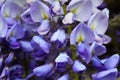 Wisteria sinensis Glycine de Chine flowers in the garden of Tenerife,Canary Islands,Spain. Royalty Free Stock Photo