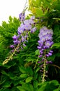 Wisteria sinensis Glycine de Chine flowers in the garden. Royalty Free Stock Photo