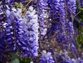 Wisteria sinensis Glycine de Chine flowers in the garden. Royalty Free Stock Photo