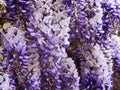 Wisteria sinensis Glycine de Chine flowers in the garden. Royalty Free Stock Photo