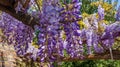 Wisteria Sinensis II