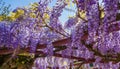 Wisteria Sinensis III