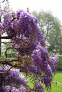 Wisteria sinensis, Mottisfont Abbey, Hampshire, England, UK Royalty Free Stock Photo