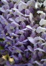 Wisteria sinensis